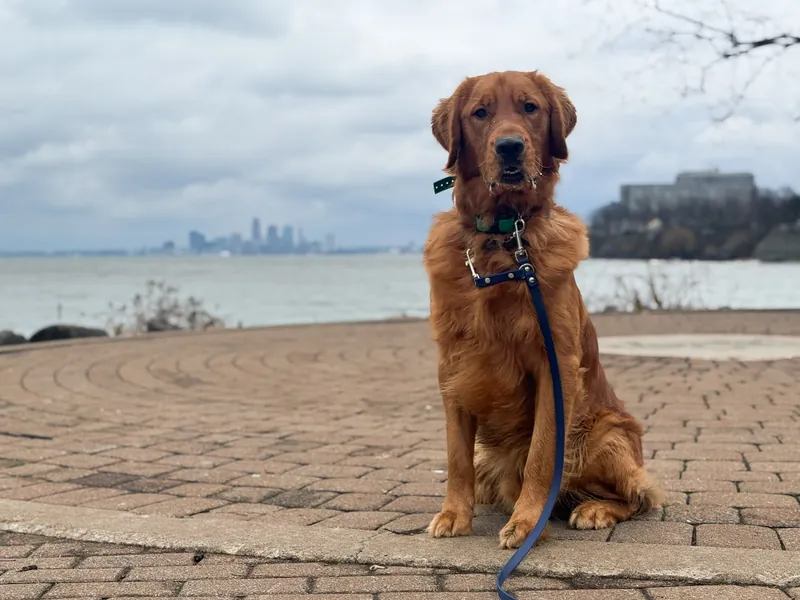 Remington, a golden retriever, sitting by the lake